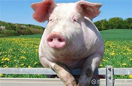 能繁母猪数据对未来猪价的影响。 能繁母猪的定义： 能繁母猪指的是产过一胎仔猪，能正常繁殖的母猪，也就是正常产过仔的母猪，不包括后备母猪。基本的 ...