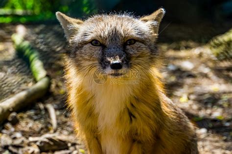 亚洲热带野生狗斑点热带野狐狸的长相脸物种高清图片下载-正版图片307727730-摄图网