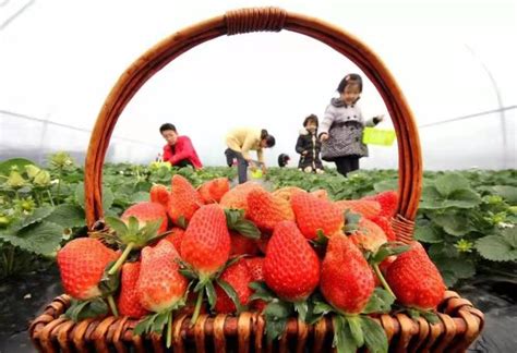 “莓”好生活来了！德州伍德农场草莓采摘节今日开启-大略网