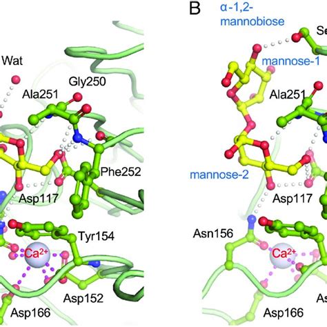 Substrate recognition by the YwfG Lec domain. (A) D-mannose and (B ...