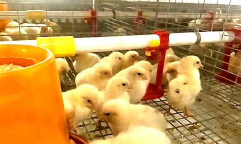 立体笼养肉鸡饲养管理要点-河南牧之富牧业设备有限公司
