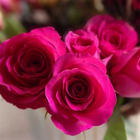 【弗洛伊德 杏仁酒玫瑰】昆明基地 红色玫瑰鲜花现采批发花店采购-阿里巴巴