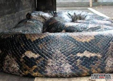 史前奇特且巨大的生物－泰坦巨蟒 - 蟒蛇科普