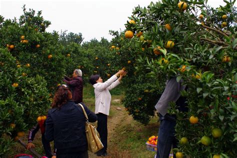 湖南道县：柑橘迎丰收-人民图片网
