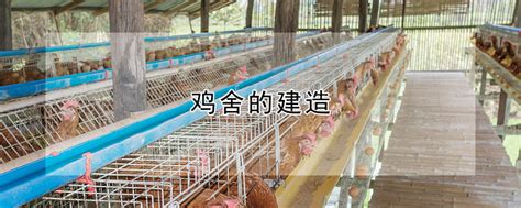 鸡舍的建造图片