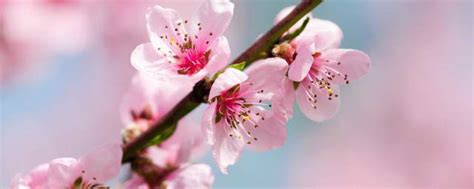 桃花的品种大全及名称,观赏桃花品种,常见100种花卉_大山谷图库