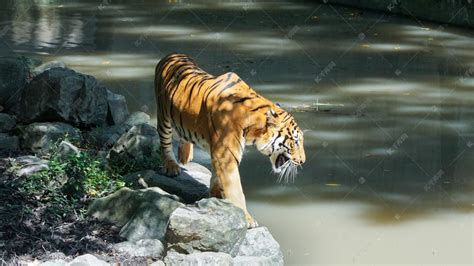 关于老虎的传说有哪些-百度经验