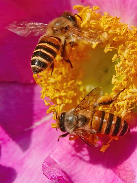蜜蜂酿蜜的小秘密|画廊|中国国家地理网