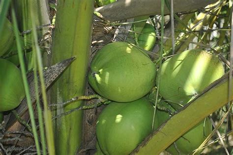 椰子、椰黄、椰青如何区分？椰子有哪些常见品种 - 运富春