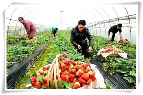 一个家庭农场的都市农业之路 _陕西频道_凤凰网
