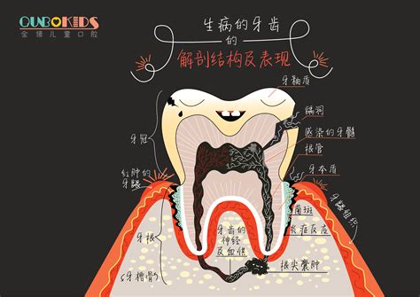 口腔结构图图片