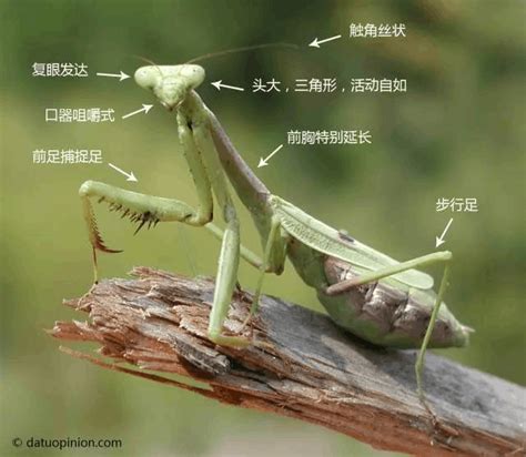 螳螂是如何捕捉猎物的一_其他-虫虫战队