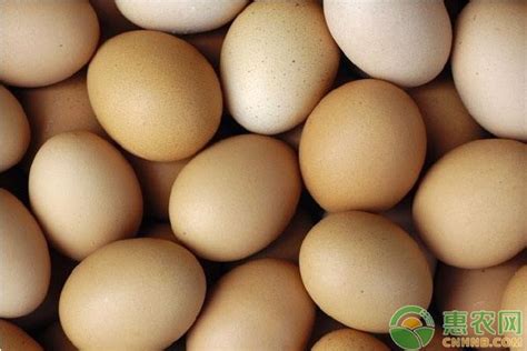 2020下半年全国鸡蛋价格行情预测（附今日鸡蛋价格） - 惠农网