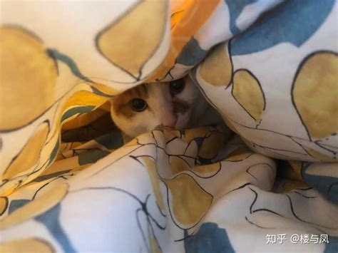 黄白猫系列图片