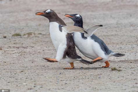 企鹅群里有特务(PENGUINS - SPY IN THE HUDDLE)-纪录片-腾讯视频