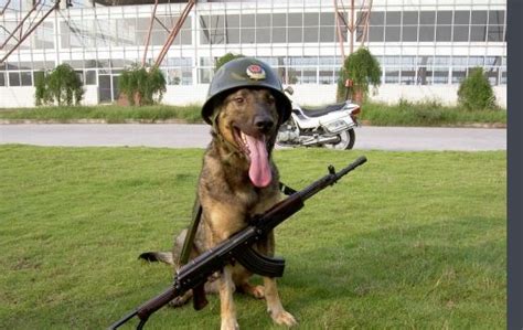 战争时军犬感人故事：它救了40个人