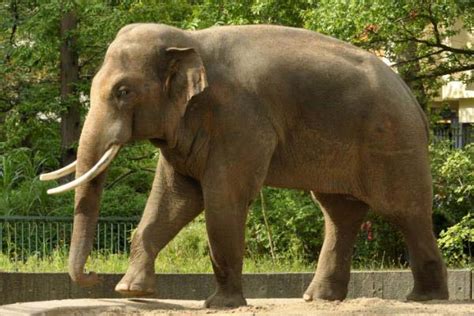 亚洲体型最大的陆地动物，亚洲象体长达6米(2)_巴拉排行榜