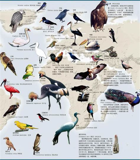 世界国鸟 | 中国国家地理网