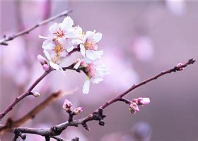 杏花的花语 寓意和传说是什么-绿宝园林网