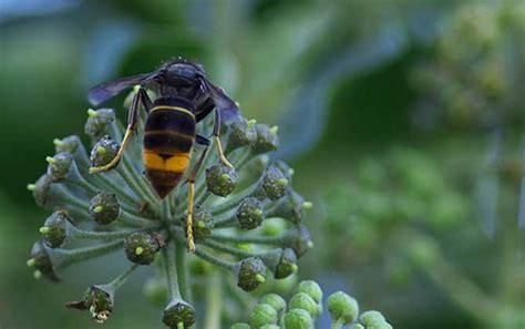 蜜蜂的初步认识，详细如下 - 农敢网