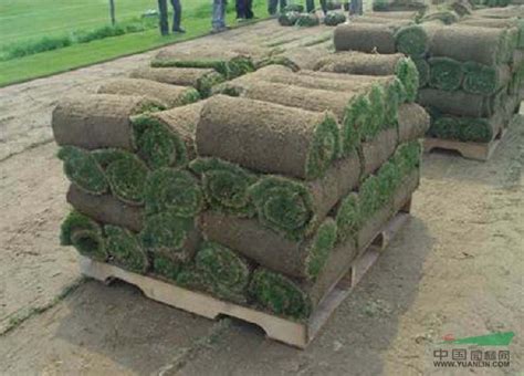 围挡人造草坪价格-扬州市畅优草坪地毯有限公司