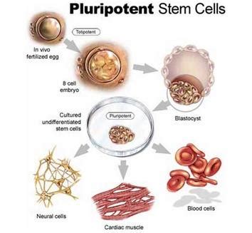 干细胞可以治疗哪些疾病？|干细胞疗法|干细胞|卵巢|人体|血糖|肌肉|修复|-健康界