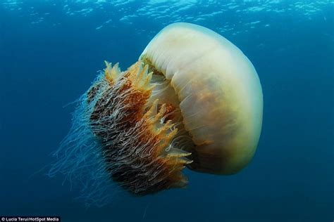 摄影师深海潜水遇罕见巨型野村水母【3】--图片频道--人民网