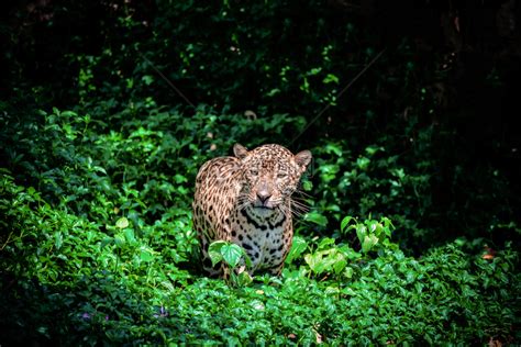 豹子图片-斯里兰卡岛上的豹子素材-高清图片-摄影照片-寻图免费打包下载