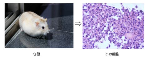 CHO-K1 中国仓鼠卵巢细胞（悬浮细胞）-原代细胞-STR细胞-细胞培养基-镜像绮点生物