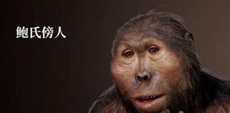 森林古猿到人类的进化过程 森林古猿和现代人有什么区别_进行
