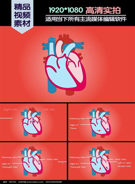 写实心脏,心脏跳动动画C4D模型_基础人体模型下载-摩尔网CGMOL