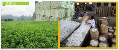 广西已成为全国最大的桑蚕丝生产基地，广西蚕丝被更具优势 - 真丝语