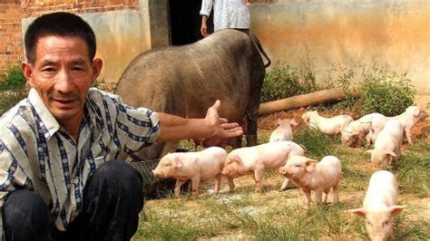 10月开门红!今日猪价生猪价格表最新 10月1日猪肉价格多少钱一斤 - 中国基因网