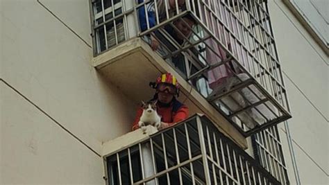一只小猫被困窗台，景德镇消防破拆窗户成功营救_七环视频_澎湃新闻-The Paper