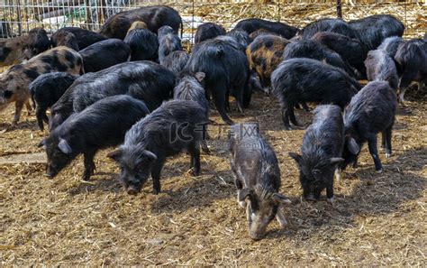 中国野猪种类，野猪和家猪有区别吗-农百科