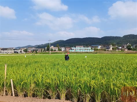 农民收割水稻稻田高清摄影大图-千库网