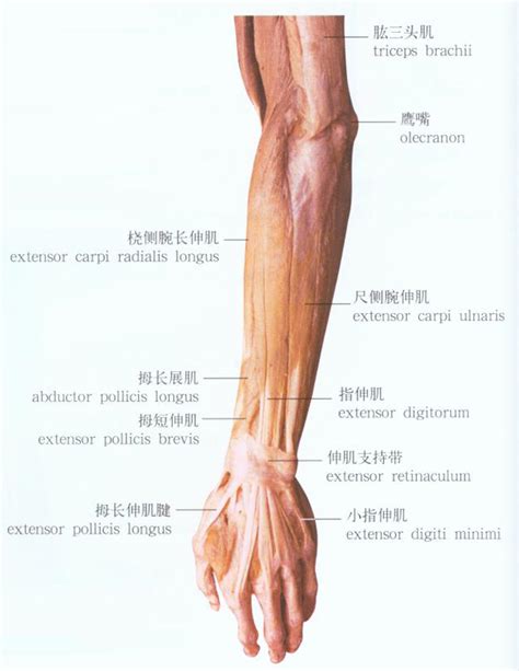 图60 肘关节-人体解剖组织学-医学