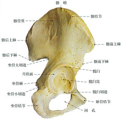 正常髋骨解剖示意图-人体解剖图,_医学图库