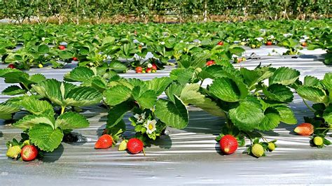 奇妙水果：草莓--陕西省西安植物园 陕西省植物研究所