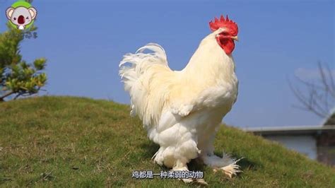 漳州斗鸡：斗鸡中的战斗鸡｜芗城区建立核心保种基地，保护传承扩繁漳州斗鸡品种