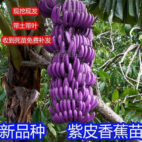 紫香蕉,名字,效_大山谷图库
