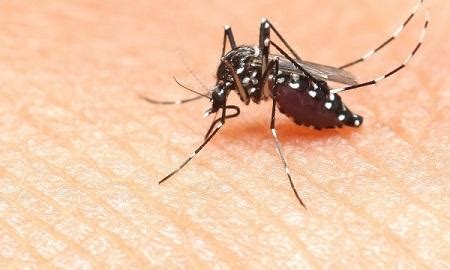 科学家揭示什么人最招蚊子
