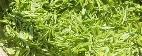 陕南绿茶有哪几种 绿茶有哪些品种-润元昌普洱茶网