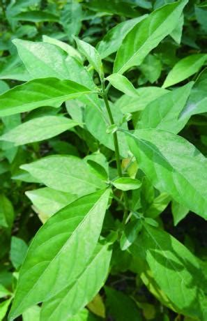 灵草植物园林1000&#215;666666&#215;30图片