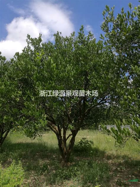 4米丛生胡柚树 - 苗木供应信息 - 浙江绿源景观苗木场