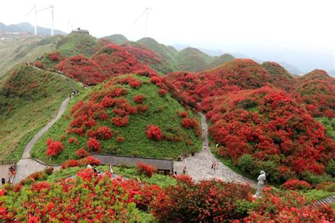 贵州播州：油菜花开绘就美丽乡村新画卷-人民图片网