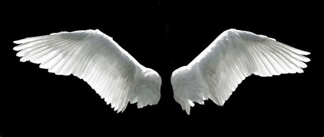 翅膀 天使的翅膀 实物图片免费下载_PNG素材_编号vd9imol5e_图精灵