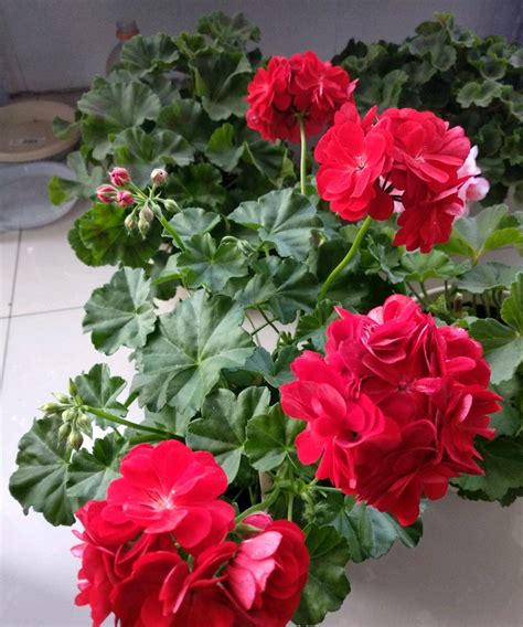 阳台养天竺葵，就选“红女巫”，美丽又喜庆，多季花开，值得拥有