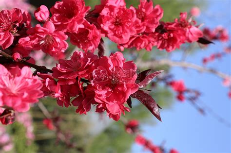 春暖花开图片