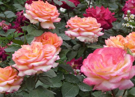 蔷薇一般几月份开花，月季、玫瑰和蔷薇的区别 - 农敢网